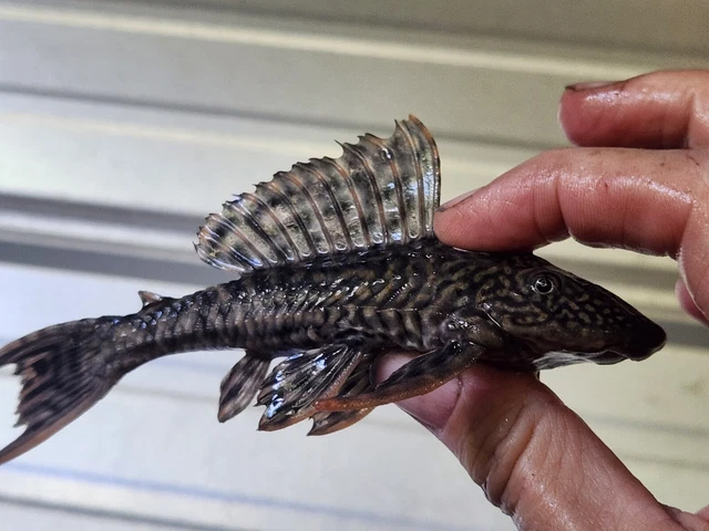 1 Live Common Plecostomus (6 to 6.5 in) Freshwater pond or large aquarium Fish)