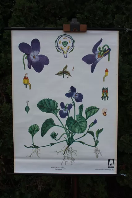 Rollkarte Schulwandkarte Wandkarte Veilchen Botanik Pflanze Lehrtafel Schulkarte