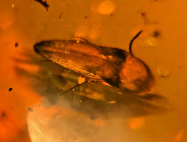 A101 BU1470 Nicely preserved Elateroid in Burmese Amber Burmite Myanmar 99mya 2