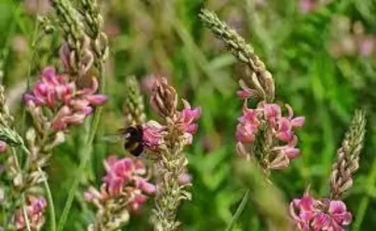 Graines de Sainfoin cultivé,Onobrychis viciifolia,esparcette cultivée bio