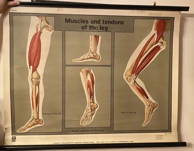 Vintage Human Leg Anatomy Medical Chart Clay-Adams Co Ny Deutches Hygiene Museum