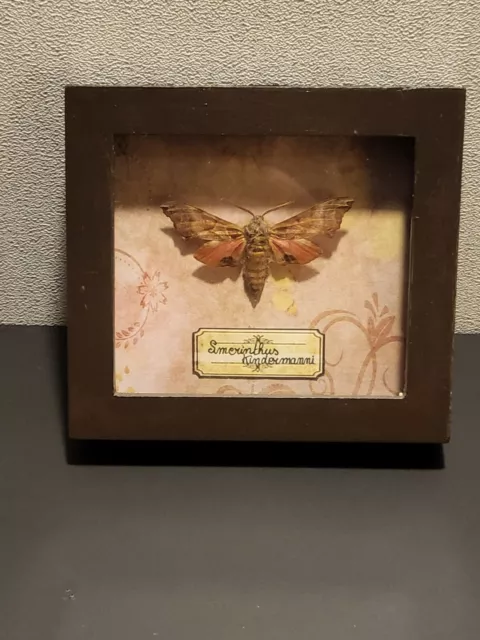 Cadre entomologie  papillon taxidermie insecte cabinet de curiosité 3