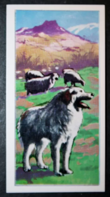 PYRENEAN MOUNTAIN DOG   Vintage  Illustrated Card  XC11