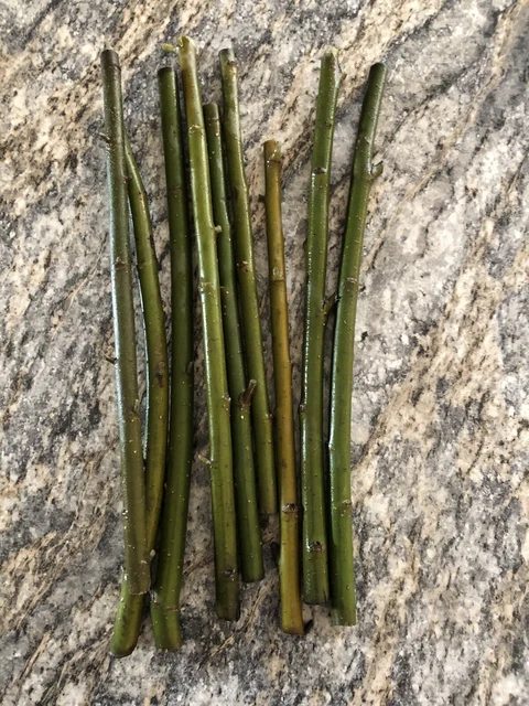 thumbnail image 2 of 25 Austree Hybrid Willow Cuttings – Fast Growing Privacy Hedge, 18 Inch, Outdoor, Fast Growth 2 of 3