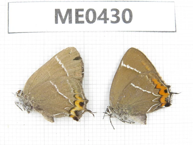 Butterfly. Satyrium sp. Jilin, Baishan, Fusong county. 1P. ME0430.