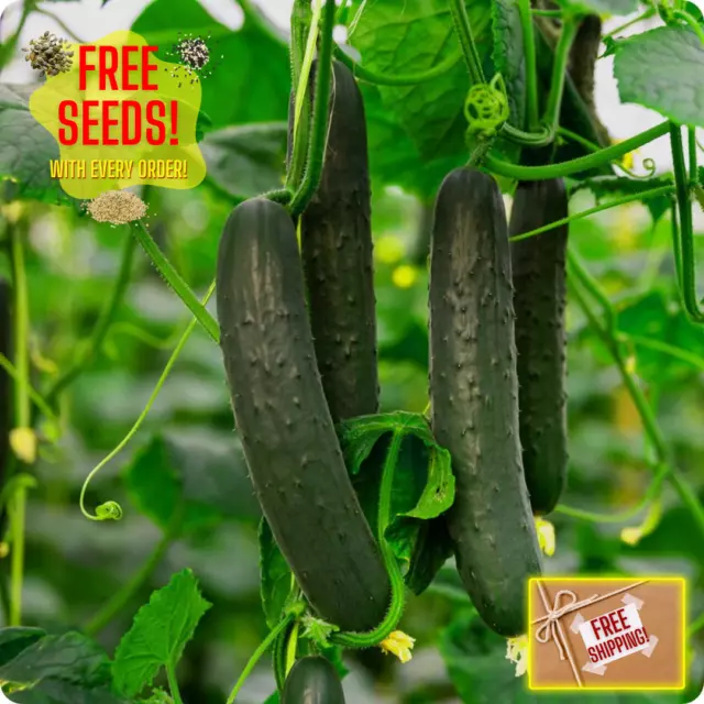 Fresh Spacemaster Cucumber Seeds | Heirloom Non-GMO | Vegetable Seeds