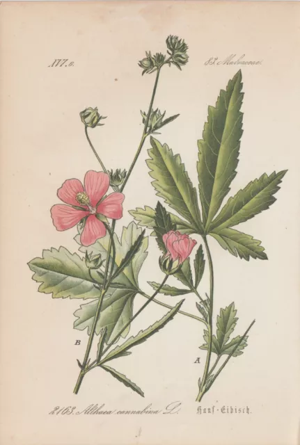 Hanfblättrige Eibisch (Althaea cannabina) Hanf-Stockmalve Lithographie von 1885