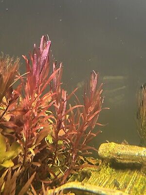 Rotala Blood Red SG variant Rare Live Aquarium Plants Buy 2 Get 1 Free