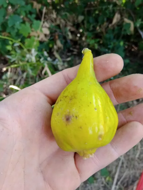 5 x Unknown Yellow with long neck Fig cuttings. Early, cold hardy and productive