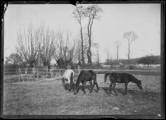 Plaque verre photo ancienne négatif noir et blanc 6x9 cm chevaux glass plate