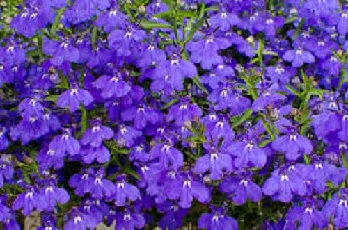 Crystal Palace Lobelia Flower Seeds FLOWER GARDEN LOBELIA SEED