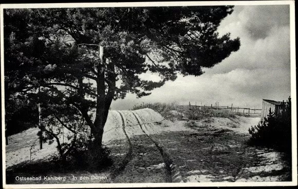 Ak Krynica Morska Ostseebad Kahlberg, In den Dünen - 10707413