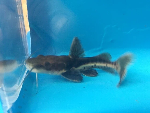 Hybrid Redtail cat/ tiger shovel 2”in length live tropical fish