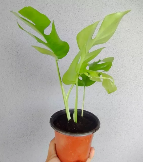 Rhaphidophora Tetrasperma - mini Monstera Deliciosa - Jeune plante en pot 8cm