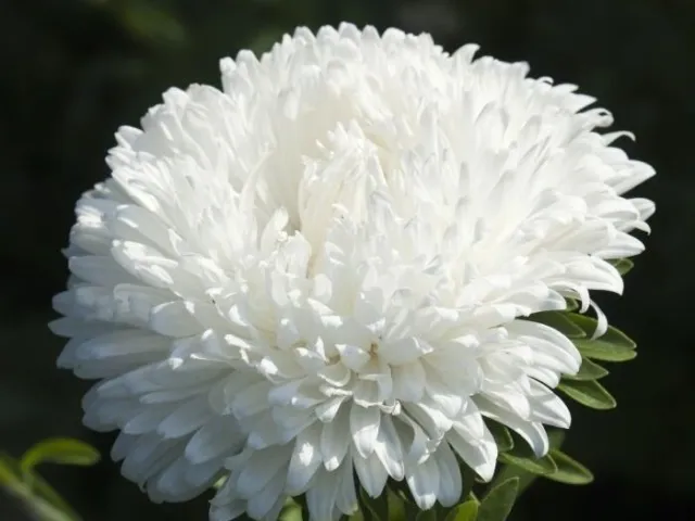 50 Pcs Aster Callistephus Dwarf flower seeds- FL251-White Dwarf Milady