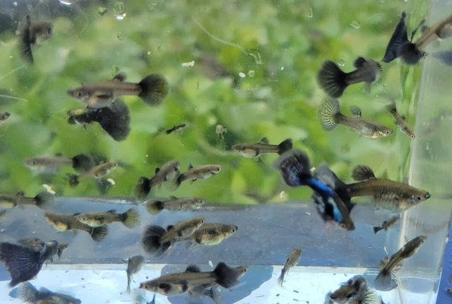 Purple dragon Guppies fry pack 10 fry Purple dragon Guppies fry pack 10 fry