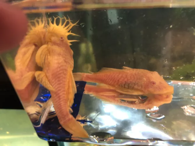 Pleco Bristle Nose Adult Pair.Fully grown.LOCKAL Pick Up Only.