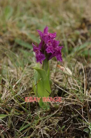 Photo  Early Marsh Orchid (Dacylorhiza Incarnata). Keen Of Hamar This Is Subspec