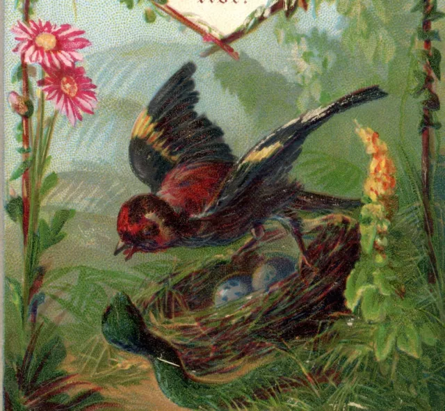 Christmas Card bird eggs snake embossed greetings antique die cut #34 Victorian