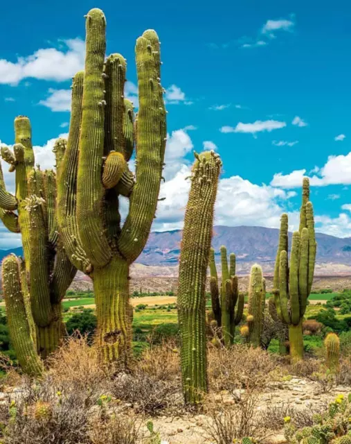 PASACANA CACTUS (Tricho cereus pasacana) 10 seeds