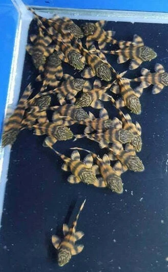 L397 Alenquer Tiger Pleco (Panaqolus sp. Alenque (One) 2"-2.5" Live Freshwater