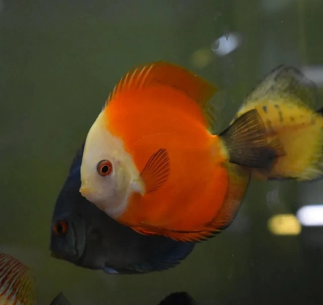 Live Red Melon Marlboro Discus (4" Freshwater Aquarium Fish) PLS READ DESC