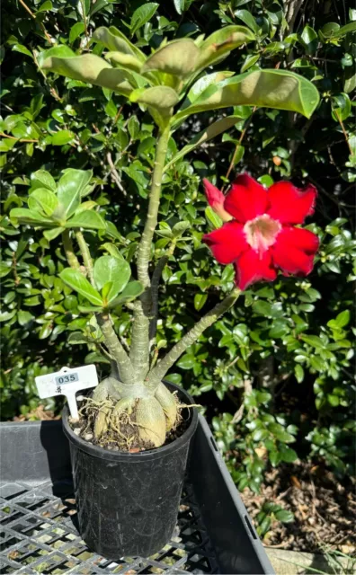 # 35 Desert Rose Plants - Single Red +grafted 1 more planted on the same plant