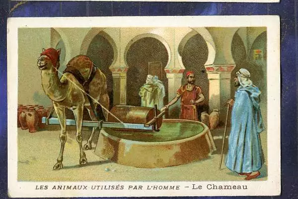 chromo Chameau Camel  Algerie Maroc Morocco Algeria Puits Well 1900 Old Card