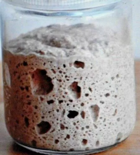 San Francisco LIEVITO SOURDOUGH vivo molo puramente biologico FRESCO MENSILE BONANZA