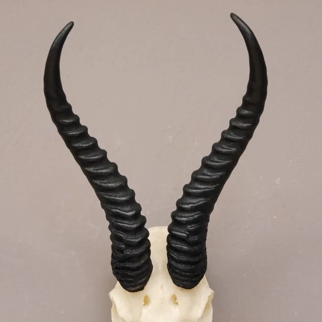Gacela Antílope Trofeo de Calavera Con Toda Nariz Y Ganzem Upper Jaw 2