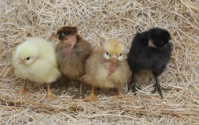 6 Transylvanian Naked Neck Turken Hatching Eggs Npip Certified 10 00