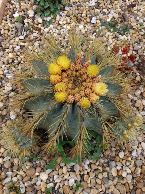 FEROCACTUS glauscecens - Cactus boule - Diamètre 17/18cm