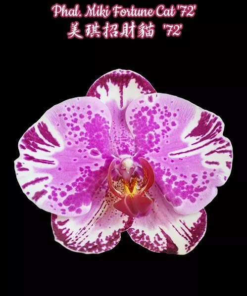 Taiwan Orchidee Phalaenopsis MIKI FORTUNE CAT "72"