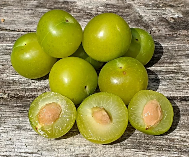 Prunus cerasifera Samen, türkische Pflaume, Can erik, Wildobst