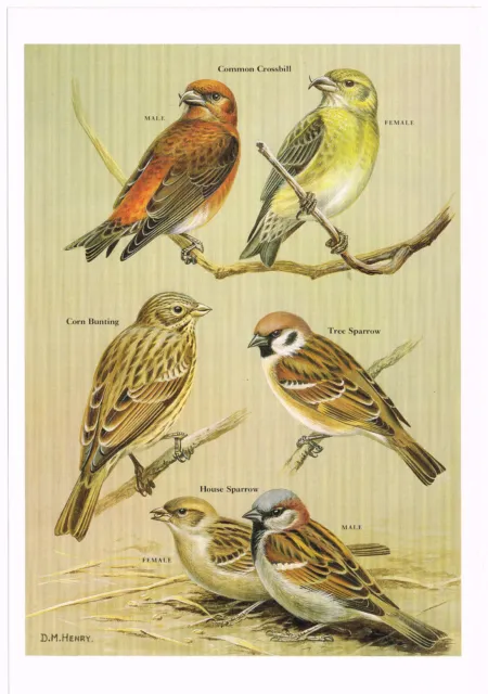Sparrow Bunting Crossbill Corn Tree House Common Bird Print Picture 1988 HB#213