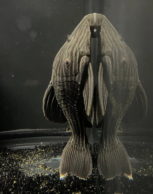 L-27c Panaque Pleco 5.5-6.5” live tropical fish