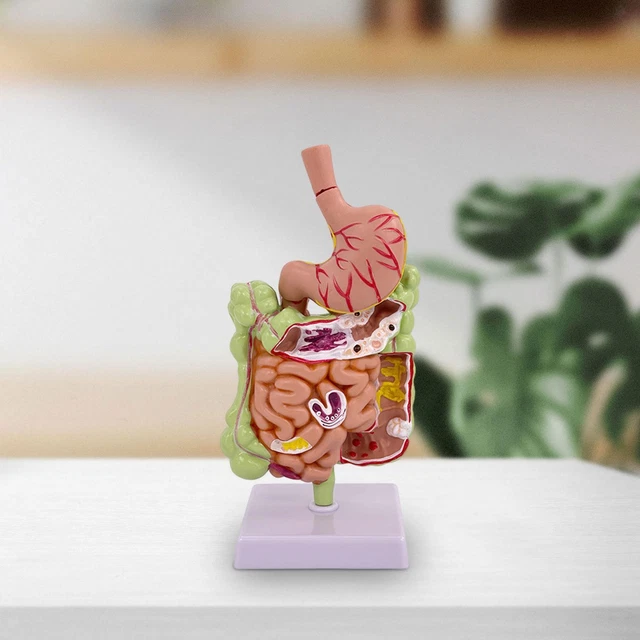 Anatomia Dello Stomaco Sistema Digestivo Umano Per Il Concetto Medico D Illustrazione 206967758