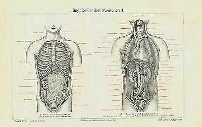 Eingeweide Mensch Organe Darm Magen Originale Mxz 6