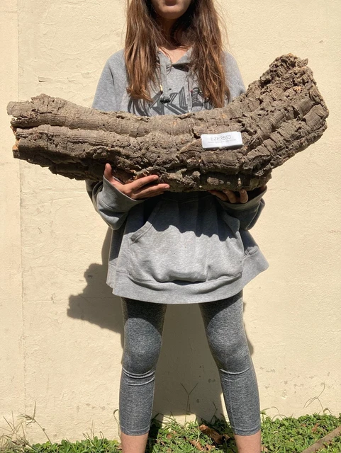 X-Large Cork Round - #2553 - for Reptiles, Airplants, Orchids, and Terrariums