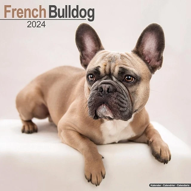 FRENCH BULLDOG CALENDAR 2024 Square Dog Breed Wall Calendar 16 Month