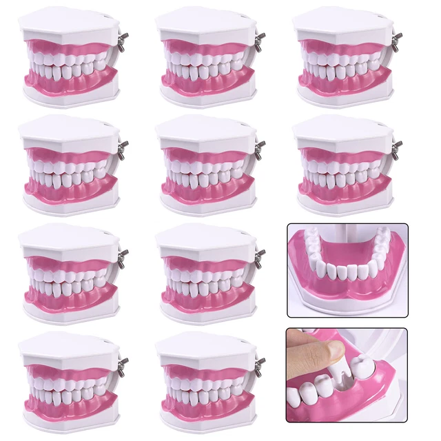 Teeth Teaching Model Adult Standard Demonstration Teeth Model with Toothbrush