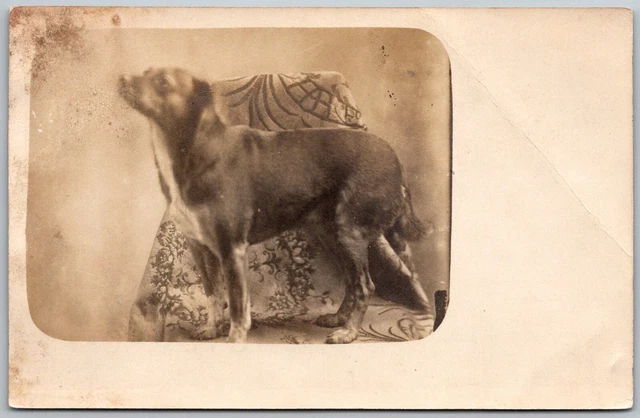DOG Animal C1910 RPPC Real Photo Postcard Dog Studio Portrait On Chair