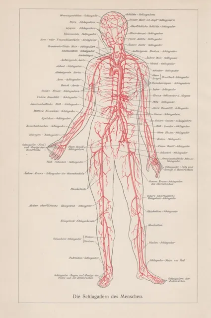 Schlagadern des Menschen Halsschlagader Aorta Armschlagader LITHOGRAPHIE v. 1911