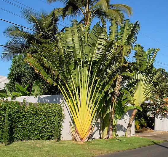 Ravenala Madagascariensis - 10 Seeds - Travelers Palm Tree