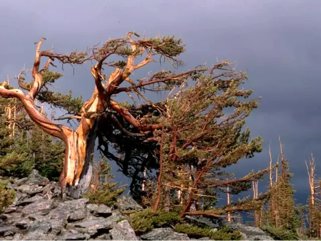 10 LIMBER PINE SEEDS - Pinus flexilis (  cold hardiness to Zone 3 )