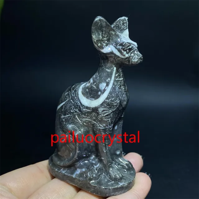 1pcs Natural Black zebra Hairless cat Quartz Crystal Skull Carved Figurines 3"