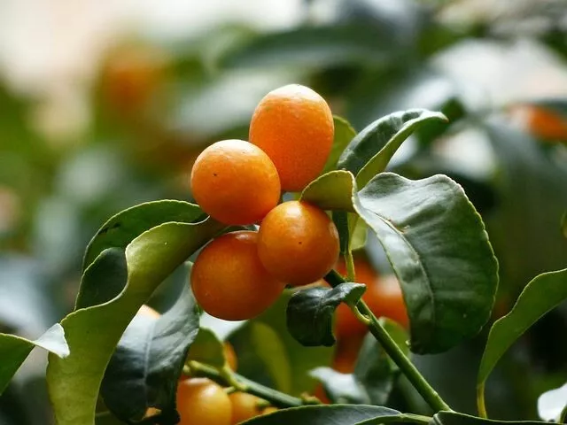 ☺6 graines de kumquat. fortunella margarita