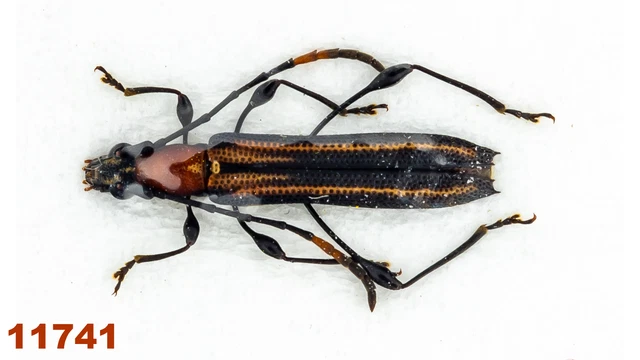 Cerambycidae: Cleomenes sp.   A1, 11 mm, 1 pc