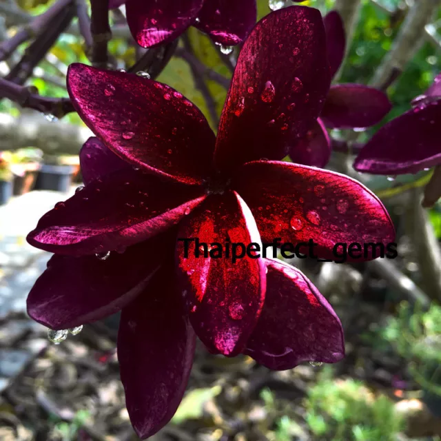 Plumería/Plantas/Corte/Injertado/Ventana Negra""/10-12 pulgadas