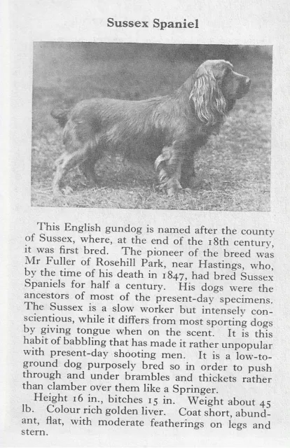 Sussex Spaniel - 1970 Vintage Dog Art Photo Print - Matted GIFT